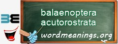 WordMeaning blackboard for balaenoptera acutorostrata